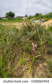 Diverse Mediterranean Garigue Or Phrygana, A Type Of Low, Soft-leaved Scrubland Ecoregion And Plant Community In The Mediterranean Forests, Woodlands, And Scrub Biome. Orchids On Soil Surface. 