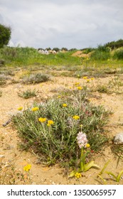 Diverse Mediterranean Garigue Or Phrygana, A Type Of Low, Soft-leaved Scrubland Ecoregion And Plant Community In The Mediterranean Forests, Woodlands, And Scrub Biome. Orchids On Soil Surface. 