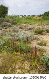 Diverse Mediterranean Garigue Or Phrygana, A Type Of Low, Soft-leaved Scrubland Ecoregion And Plant Community In The Mediterranean Forests, Woodlands, And Scrub Biome. Orchids On Soil Surface. 