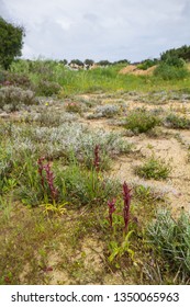 Diverse Mediterranean Garigue Or Phrygana, A Type Of Low, Soft-leaved Scrubland Ecoregion And Plant Community In The Mediterranean Forests, Woodlands, And Scrub Biome. Orchids On Soil Surface. 