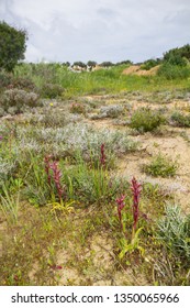 Diverse Mediterranean Garigue Or Phrygana, A Type Of Low, Soft-leaved Scrubland Ecoregion And Plant Community In The Mediterranean Forests, Woodlands, And Scrub Biome. Orchids On Soil Surface. 