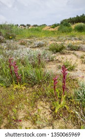 Diverse Mediterranean Garigue Or Phrygana, A Type Of Low, Soft-leaved Scrubland Ecoregion And Plant Community In The Mediterranean Forests, Woodlands, And Scrub Biome. Orchids On Soil Surface. 