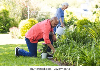 Diverse senior couple gardening in sunny garden. Lifestyle, retirement, senior lifestyle, nature, gardening, togetherness and domestic life, unaltered. - Powered by Shutterstock