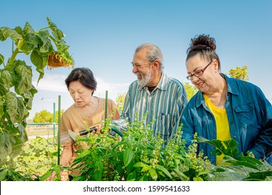 Diverse Seniors Working Together In A Community Garden