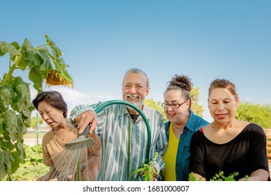 Diverse Seniors Working Together Tending A Community Garden