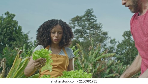 Diverse Small Community Farm. Man Cutting A Piece Of Lettuce And Giving To Female Friend Holding Basket. A Young Black Woman Eating Healthy Food At Organic Farming