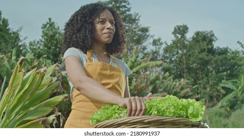 Diverse Small Community Farm. Man Cutting A Piece Of Lettuce And Giving To Female Friend Holding Basket. A Young Black Woman Eating Healthy Food At Organic Farming