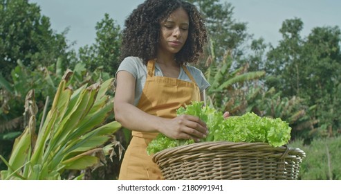 Diverse Small Community Farm. Man Cutting A Piece Of Lettuce And Giving To Female Friend Holding Basket. A Young Black Woman Eating Healthy Food At Organic Farming