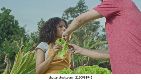 Diverse Small Community Farm. Man Cutting A Piece Of Lettuce And Giving To Female Friend Holding Basket. A Young Black Woman Eating Healthy Food At Organic Farming