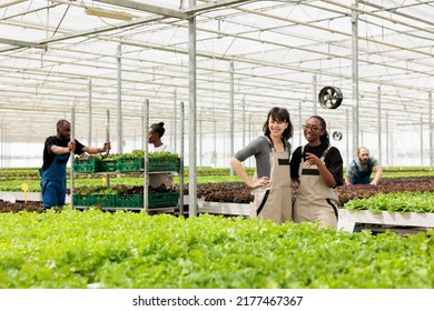 Diverse Women In Hydroponic Enviroment Working In Organic Food Farm Talking While Having A Break From Work. Two Workers Smiling In Greenhouse Standing Between Rows Of Lettuce Crops.