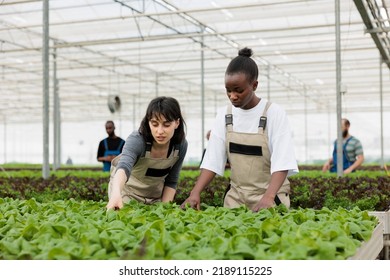 Diverse women working in greenhouse checking plants development and doing pest control before harvesting for delivery. Caucasian woman and african american farmer doing quality control for bio crops - Shutterstock ID 2189115225