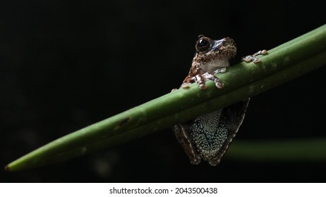 Diversity Amphibians Amazon Rainforest Stock Photo 2043500438