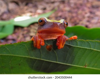 Diversity Amphibians Amazon Rainforest Stock Photo 2043500444