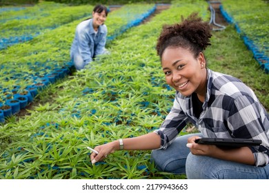 Diversity Of Gardener Woman With Tablet For Check Quality Of Cannabis, Professional Farmer Attentive Marijuana Or Cannabis Plantation In Greenhouse