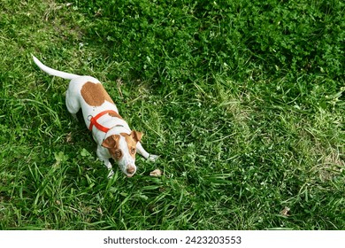 Divertente Jack Russell terrier che gioca all'aperto. Carino adorabile cagnolino alzando lo sguardo pronto al attacco nell'erba verde.