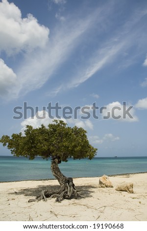 Divi Divi Tree in Aruba