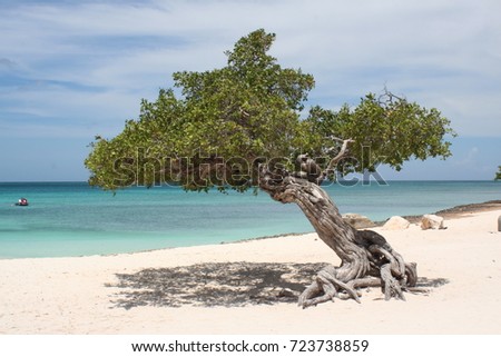 Divi Tree Aruba Eagle Beach