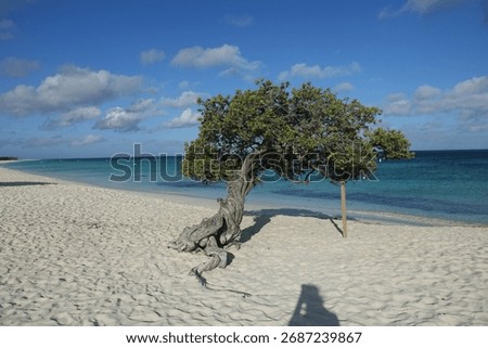 Divi Divi Tree on Eagle Beach, Aruba island