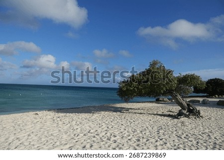 Divi Divi Tree on Eagle Beach, Aruba island
