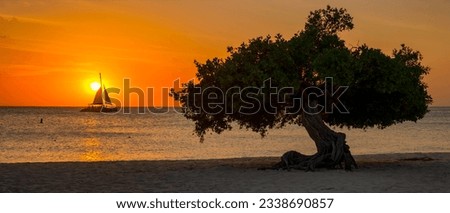 Divi Divi Trees on the shoreline of Eagle Beach in Aruba during sunset with a sailing boat in the ocean by the sun,