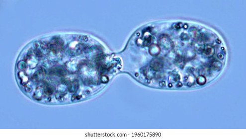 Dividing Achromatium, Light Micrograph Of Living Cells During The Division Process
