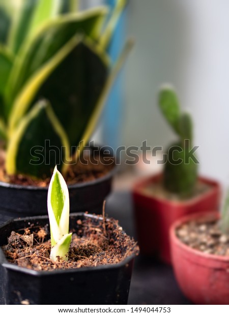 Dividing baby snake plant to a new pot (Growing\
plants concept)