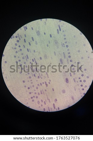 Dividing cells oberving under microscope by scientist