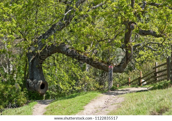 Dividing hiking path  with
bent tree