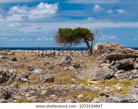 The Dividivi tree (Libidibia coriaria) is young and does not grow in height due to the strong wind but grows with the wind. The Caribbean Sea in the back. In the foreground a beautiful rocky outcrop.