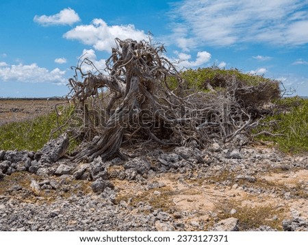 The Dividivi tree is old and does not grow in height due to the strong wind but has become top heavy and now grows over the rocky ground. With a beautiful cloudy sky in the background.