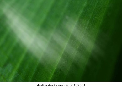 Divine Light Code Activation Frequency Attunement Healing Service Background with Copy Space. Based on the deep emerald leaf with radiant ethereal light beams cascading through natural lines that feels like cosmic downloads through your spine and instant alignment after spiritual disconnect, this high-frequency botanical motion captures the light code activation and frequency attunement of a premium divine light code activation frequency attunement healing, matching the sacred luxury and deeply expansive mood of the treatment perfectly