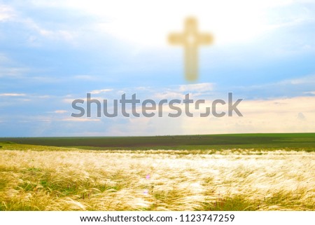 Divine light from the sky. The way to God through forgiveness. Heaven on earth. A feather grass in the field is lighted from the sky. The Resurrection and Rapture of Jesus.