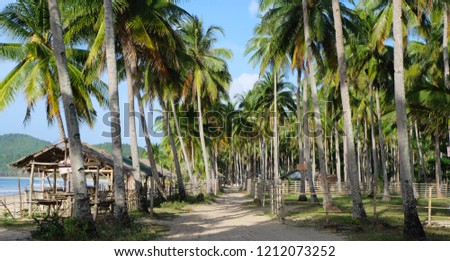 Divine Palm Grove. A bright green plantation of high palm trees growing along a beautiful deserted beach, and a sandy path running through it. Nap Khan Beach, Palavan, Philippines. 
