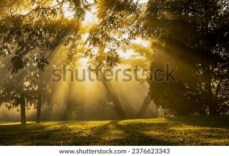 Divine sunlight breaks through the crowns of trees. Forest sunbeams. Sunshine in fairy forest. Sunbeam forest scene