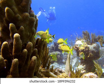 Diving among corals and fish in Cuban waters