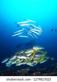                                Diving with Barracuda and Sweetlips
