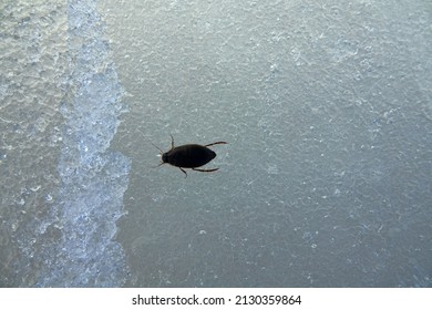 Diving beetle (Rhantus notatus, Dytiscidae). The beetle came out on the melting ice surface of the reservoir after hibernation. The beetle dries its wings before dispersing flight