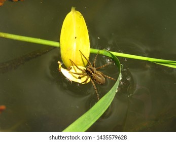 Diving Bell Spider, Argyroneta Aquatica,