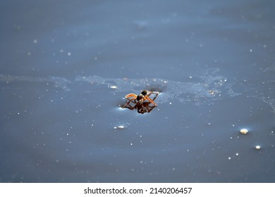 Diving bell spider (Argyroneta aquatica, female) came to surface of ice and water after wintering. Surface film of water tension (liquid tension) holds large arthropod. Diving bell is to be built