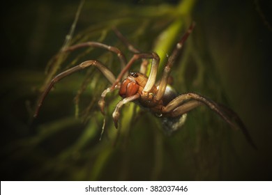 Diving Bell Spider, Water Spider