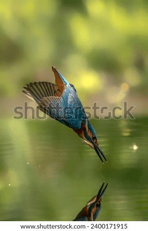 Diving Common European Kingfisher (Alcedo atthis) in the Netherlands. Green bokeh background.         