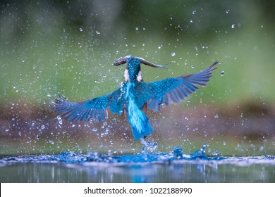 The diving Common Kingfisher, alcedo atthis is flying with his prey in green background. The kingfisher just caught his prey. Colorful backgound. Amazing moment. Flying bird gem of our rivers.
