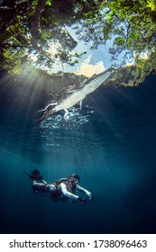 Diving With Crocodile - Cenote Angelita (Mexico)