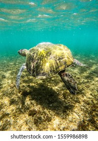 Diving Fernando De Noronha Brazil