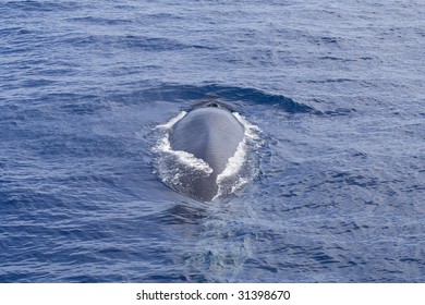 Diving Fin Whale (Balaenoptera Physalus) Off Gran Canaria. The Second Largest Whale On The Planet