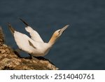 diving gannet of the Yorkshire coast