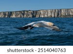 diving gannet of the Yorkshire coast