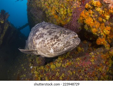 Diving with Goliath Grouper