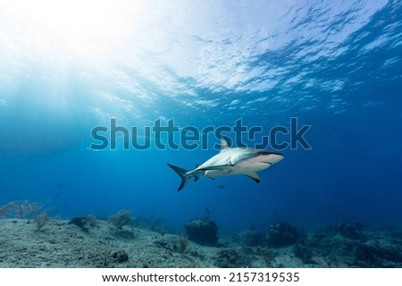 Diving with great sharks in the Bahamas. Tiger Shark , Lemon Shark and grey reef shark. Sometimes with a hammerhead Shark