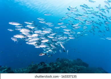 Diving With Group Of Jack Fish